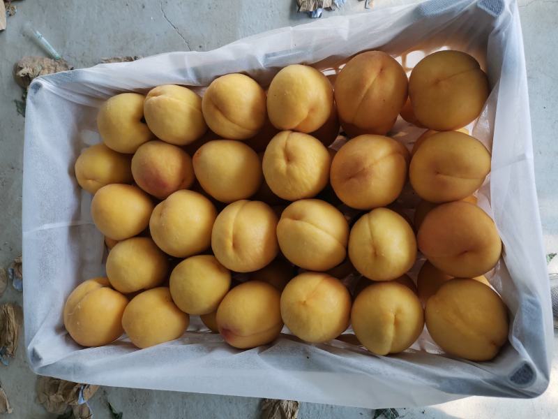 黄金密水蜜桃，商超用125克到200克水蜜桃量大