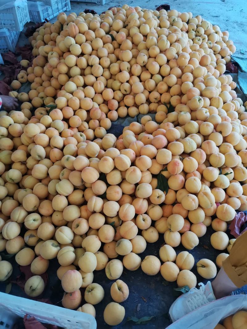 黄金密水蜜桃，商超用125克到200克水蜜桃量大