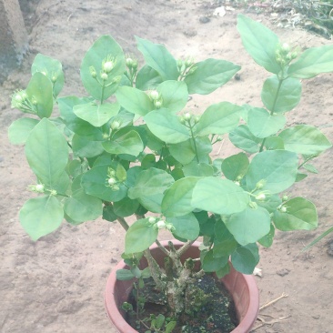茉莉花