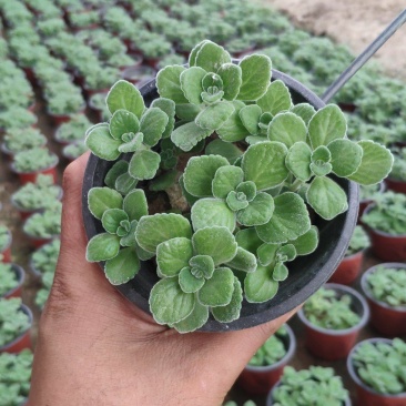 花卉种植