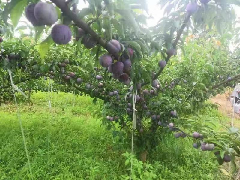 四川小脆红李，脆红李子大量上市口感脆甜多汁，货源充足