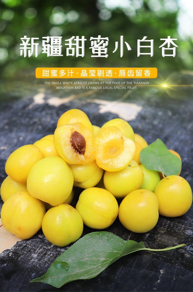 新疆小白杏汁多甜如蜜20糖度以上产地直发