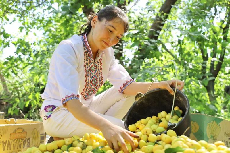 新疆小白杏汁多甜如蜜20糖度以上产地直发