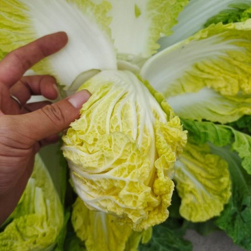 大白菜，娃娃菜，