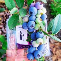 云南石屏龙朋蓝莓大果上市中。果粉好，硬度好，全甜。一手货