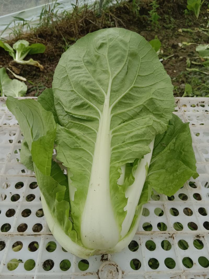 快菜江苏精品快菜量大从优对接全国质量保障