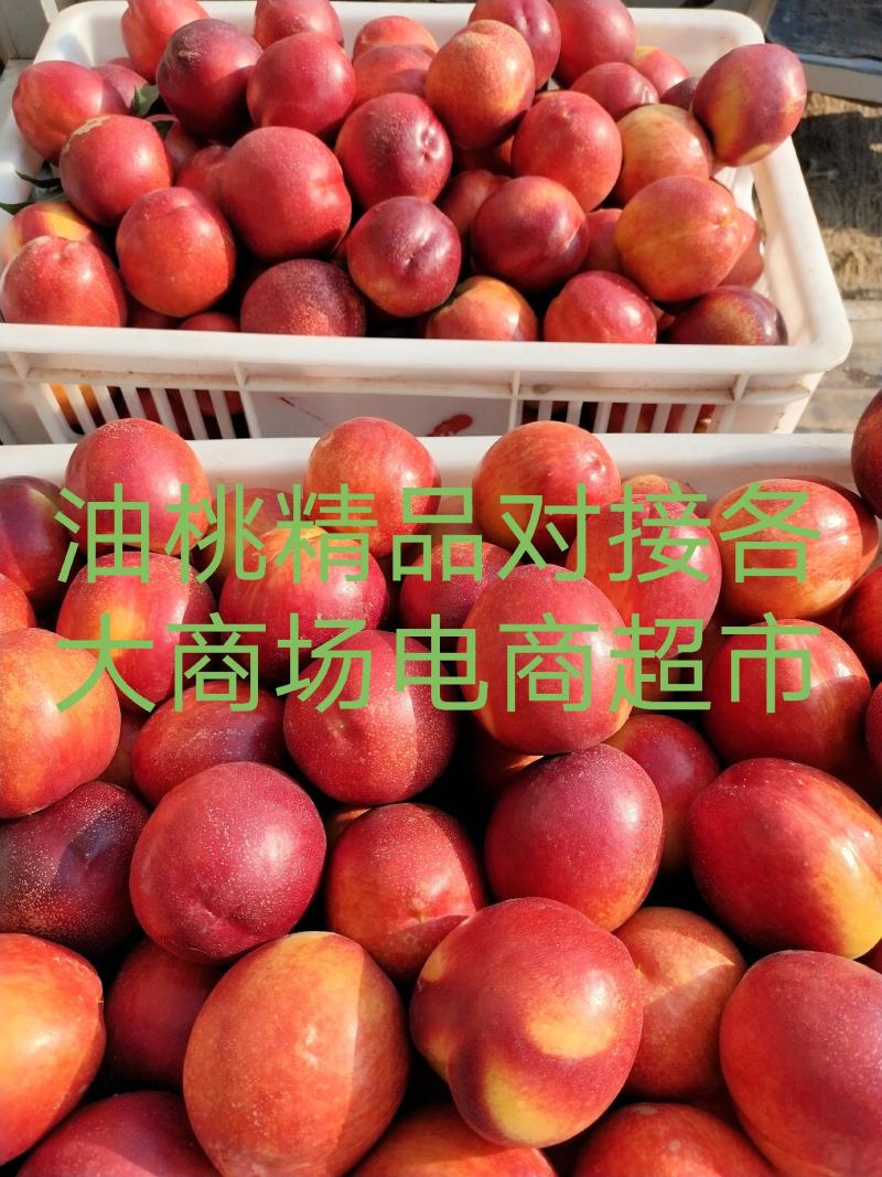 万亩油桃安徽砀山产区，麻点48红皮黄肉，耐送输