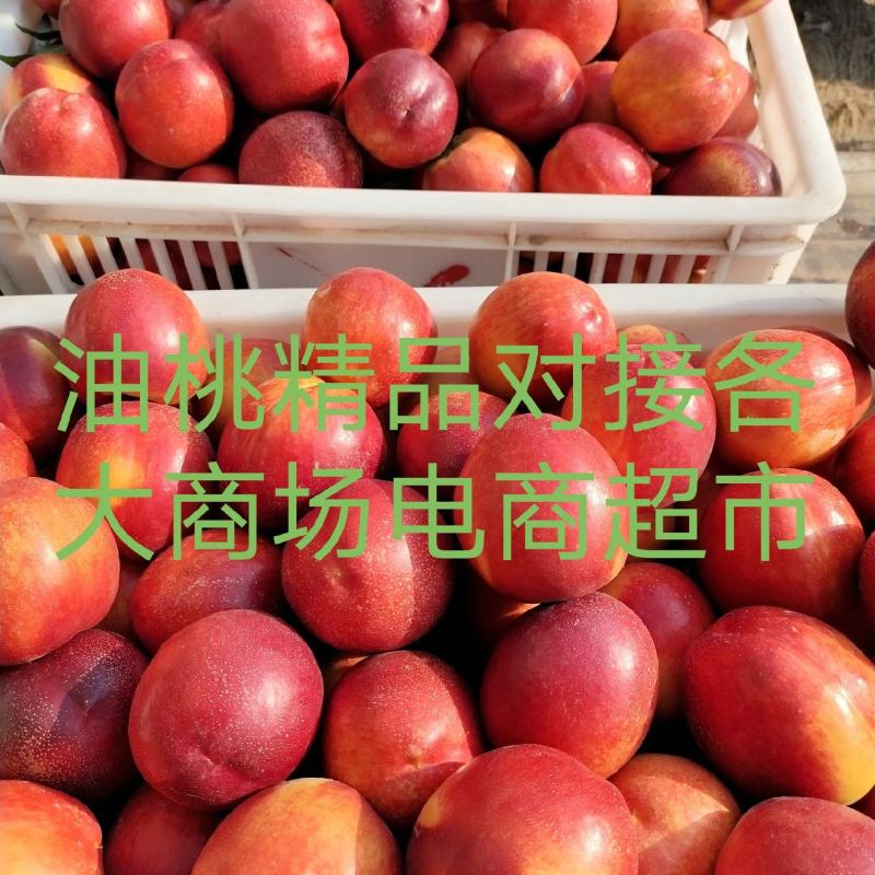万亩油桃安徽砀山产区，麻点48红皮黄肉，耐送输