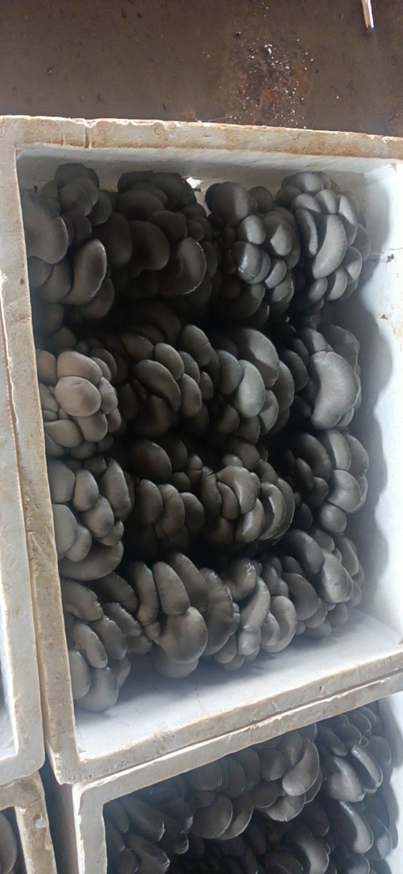 新鲜平菇，基地直发，保质保量，价格优惠，量大从优