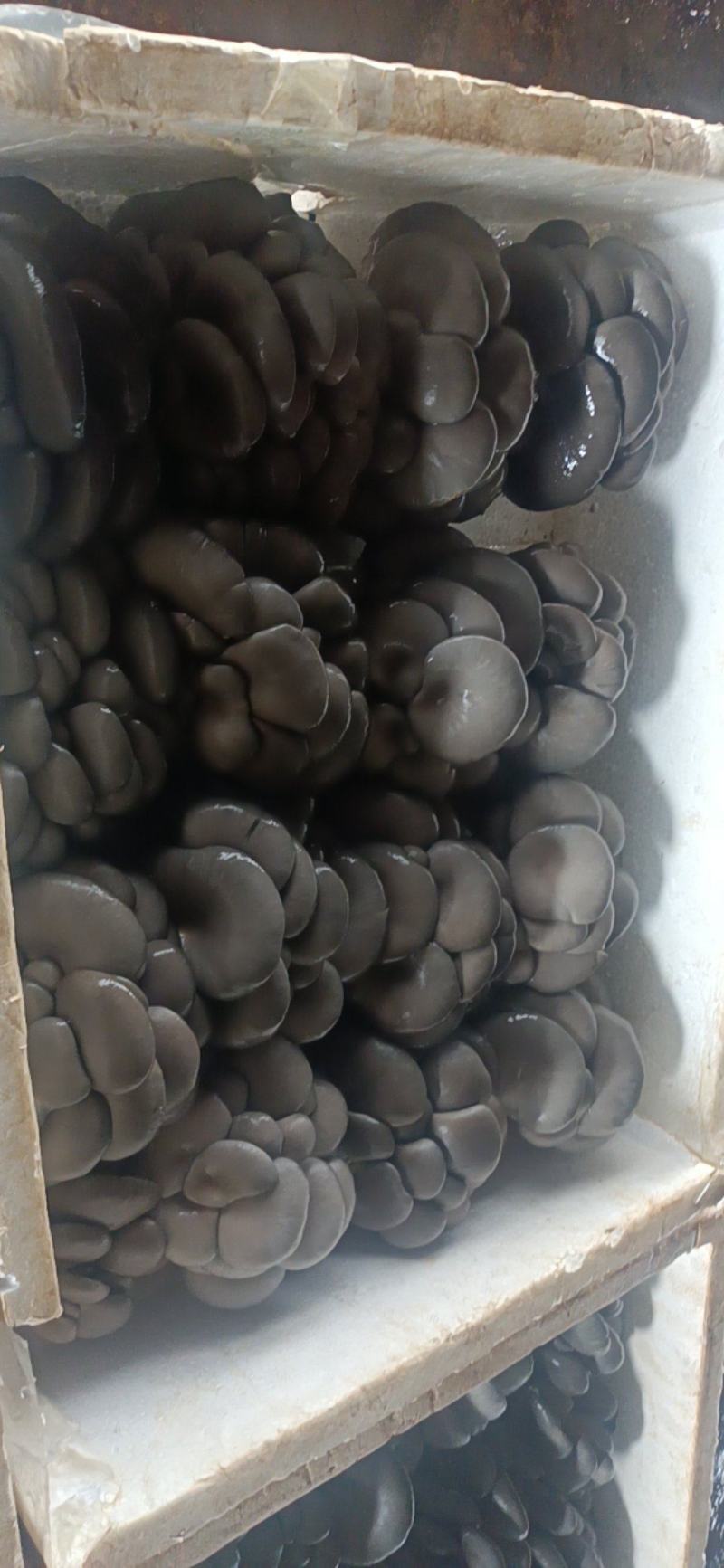 新鲜平菇，基地直发，保质保量，价格优惠，量大从优