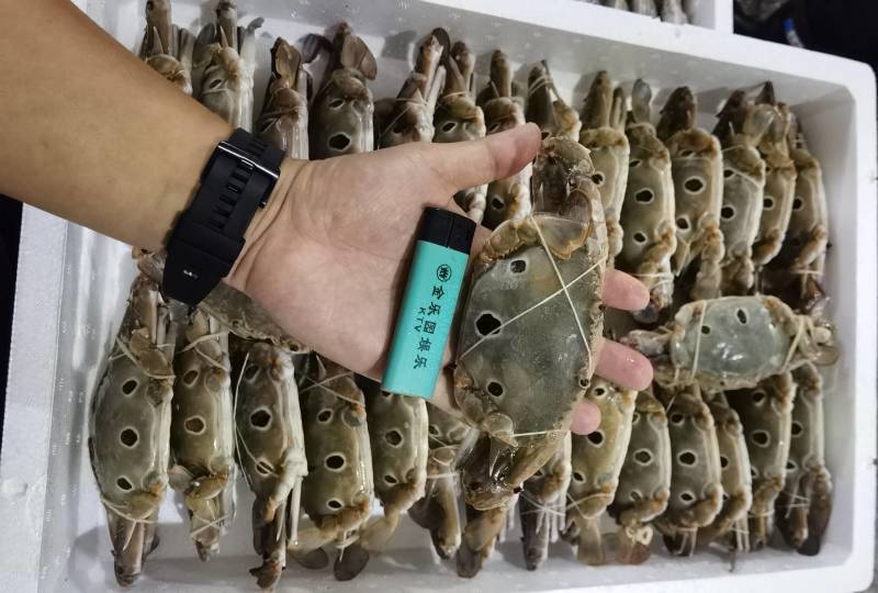 三点蟹，