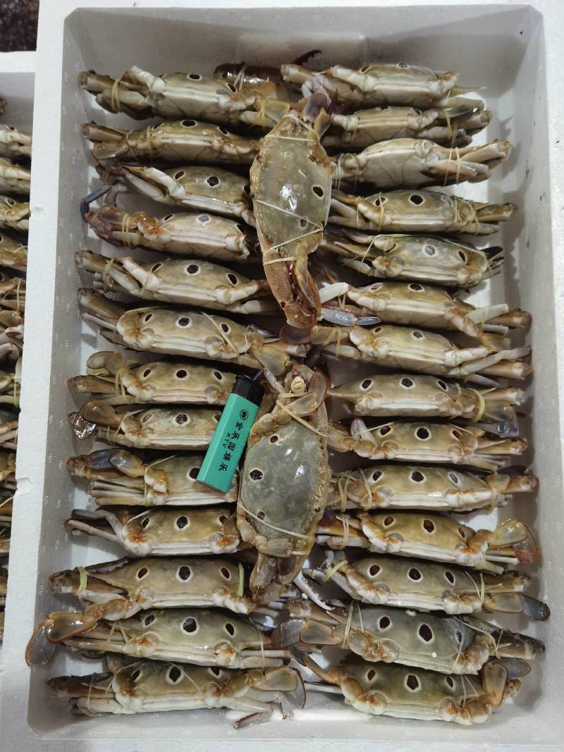 三点蟹，