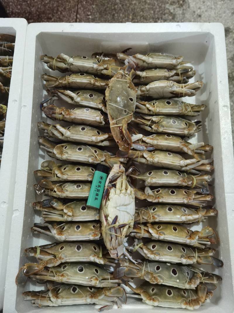 三点蟹，