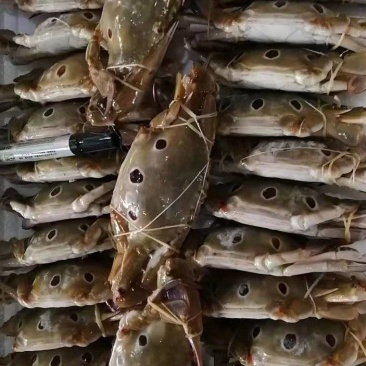 三点蟹，