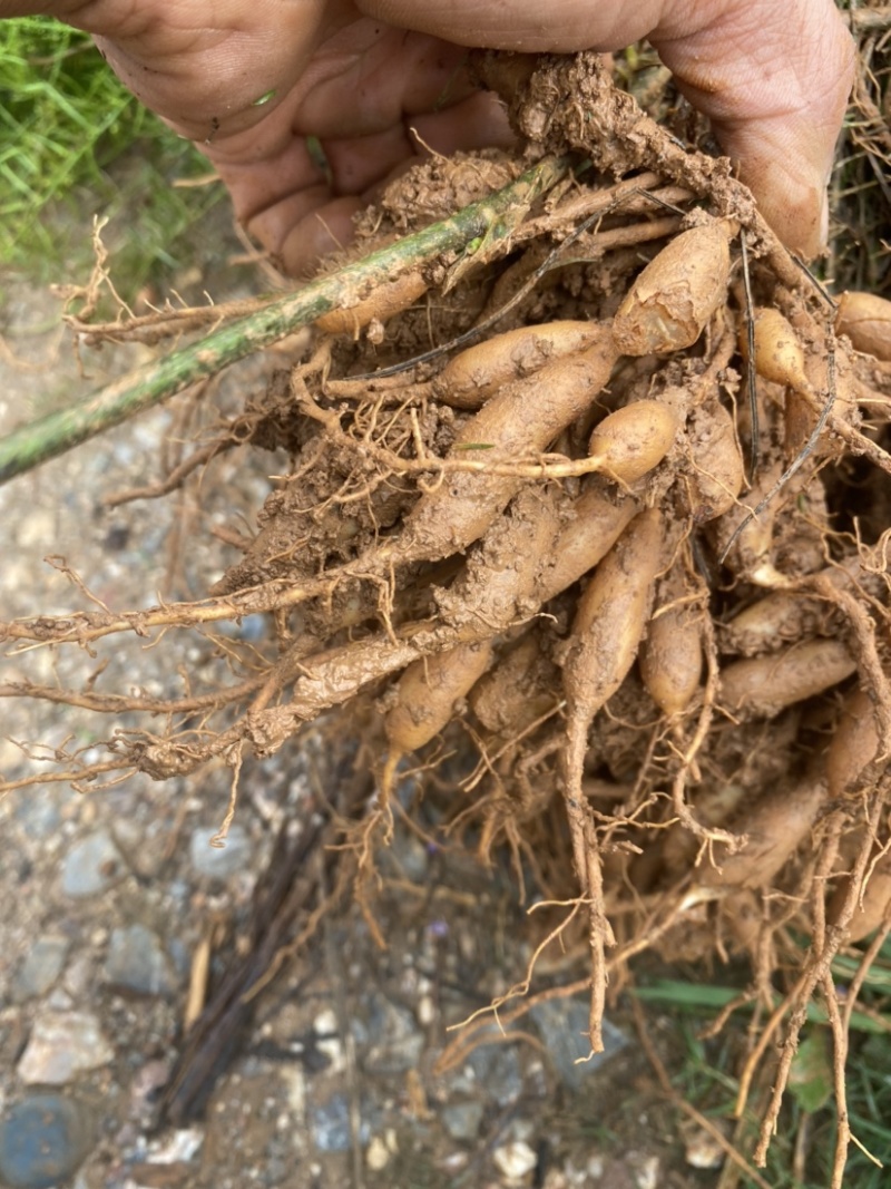 优质天冬苗大量出售易种植易管理产量高