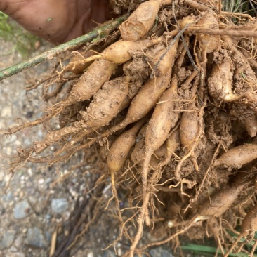 优质天冬苗大量出售易种植易管理产量高