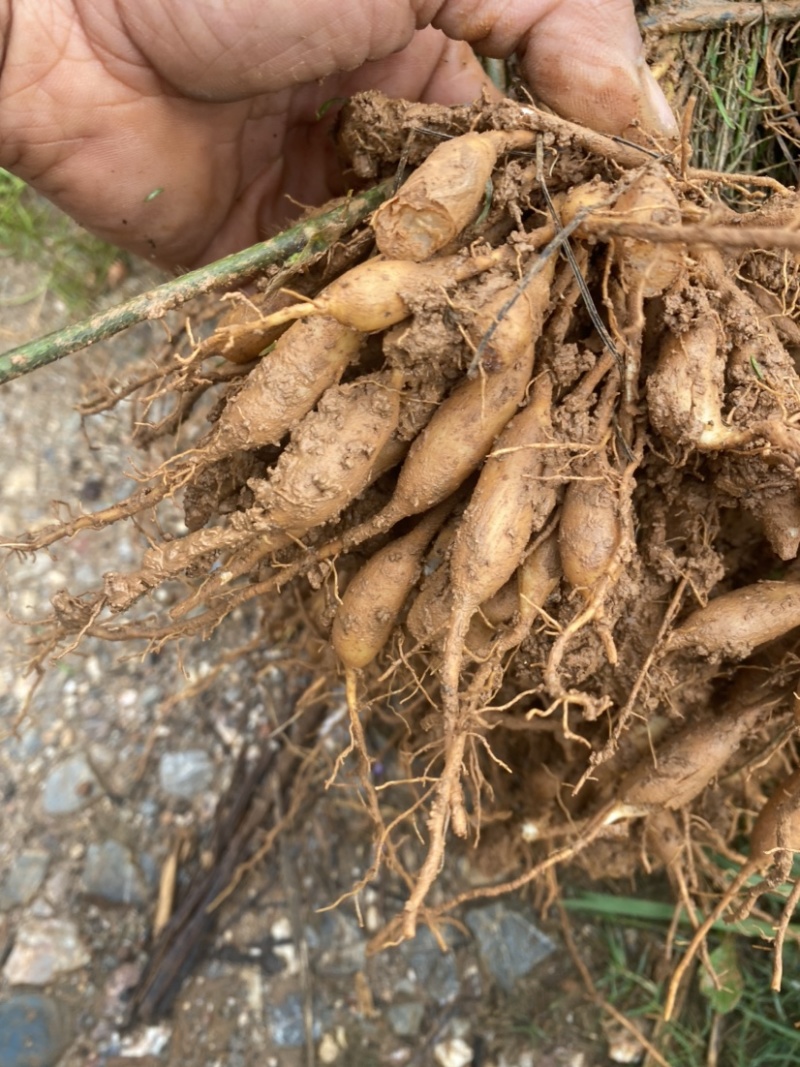 优质天冬苗大量出售易种植易管理产量高