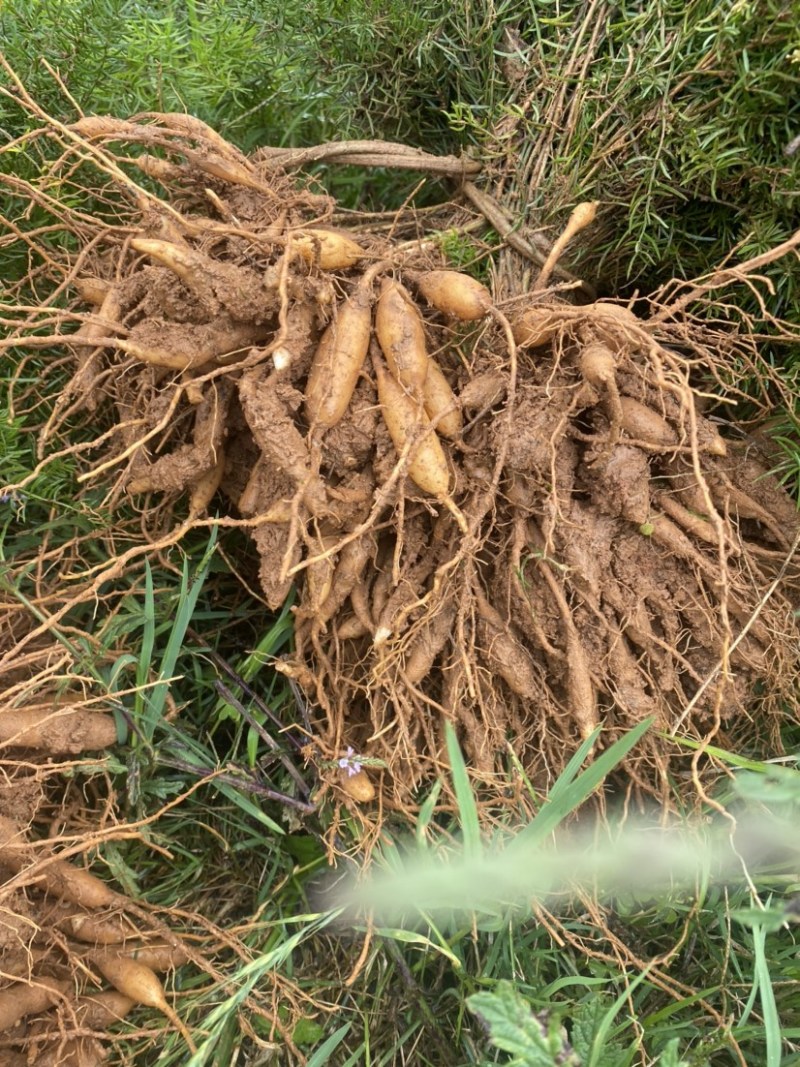 优质天冬苗大量出售易种植易管理产量高