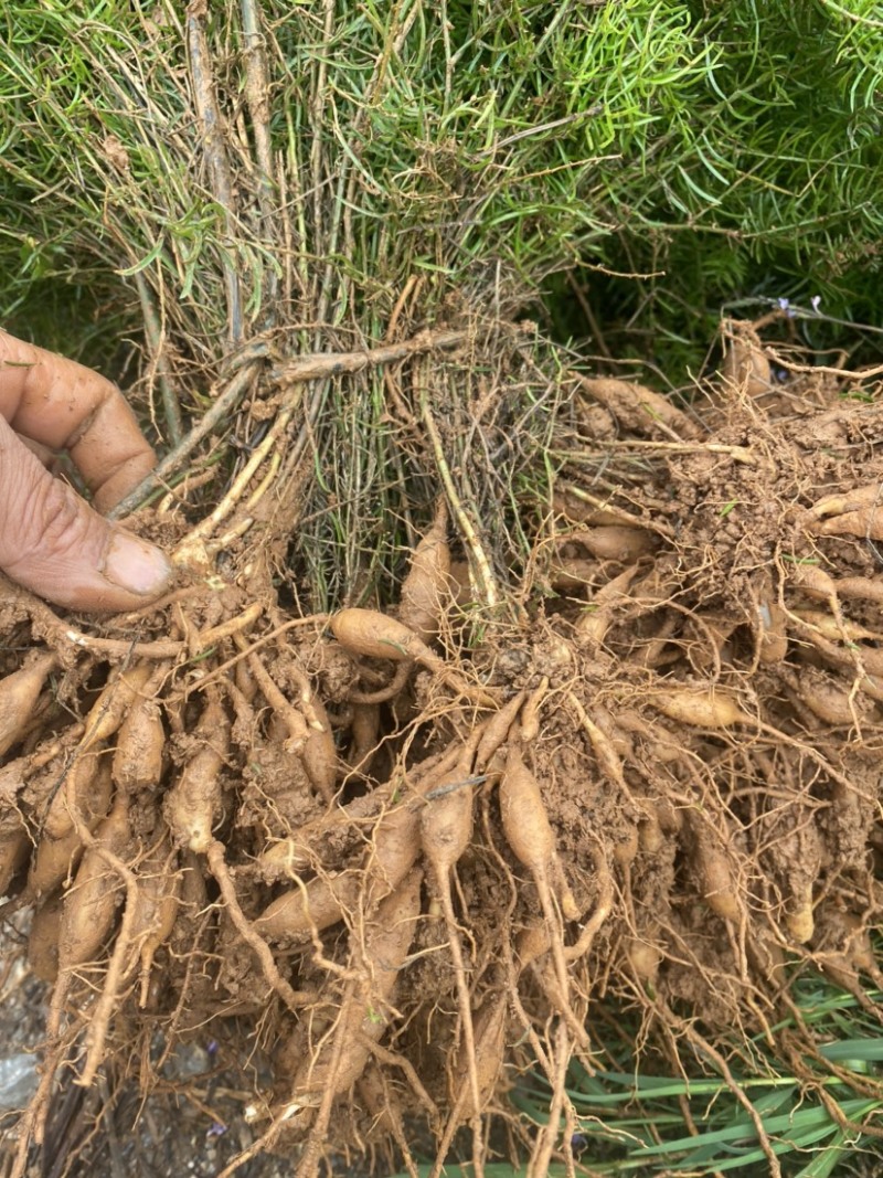 优质天冬苗大量出售易种植易管理产量高