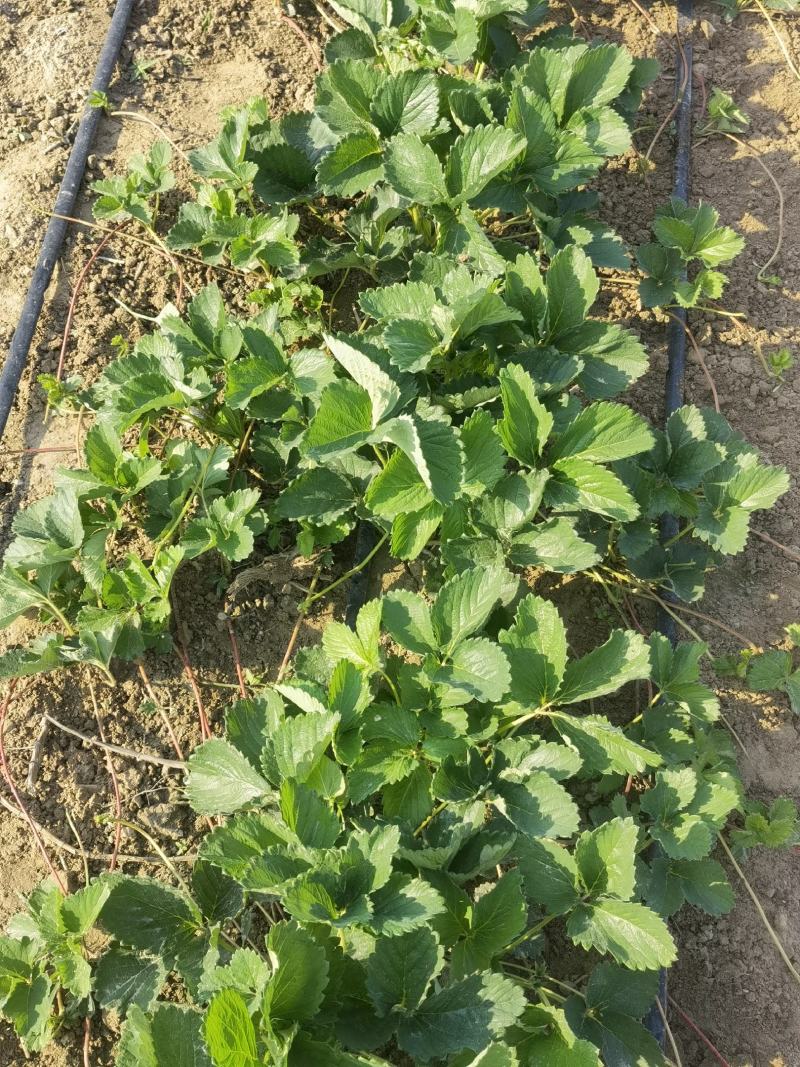 三代香野草莓苗