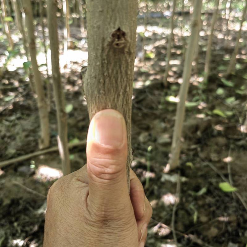 杜仲树苗，2.5—3米以上