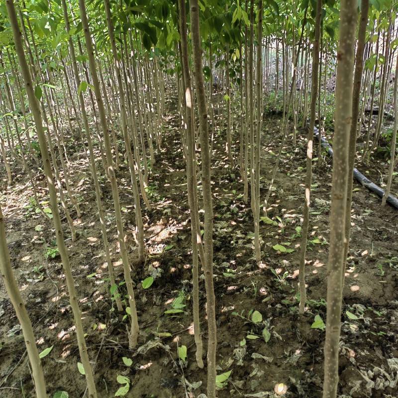 杜仲树苗，2.5—3米以上