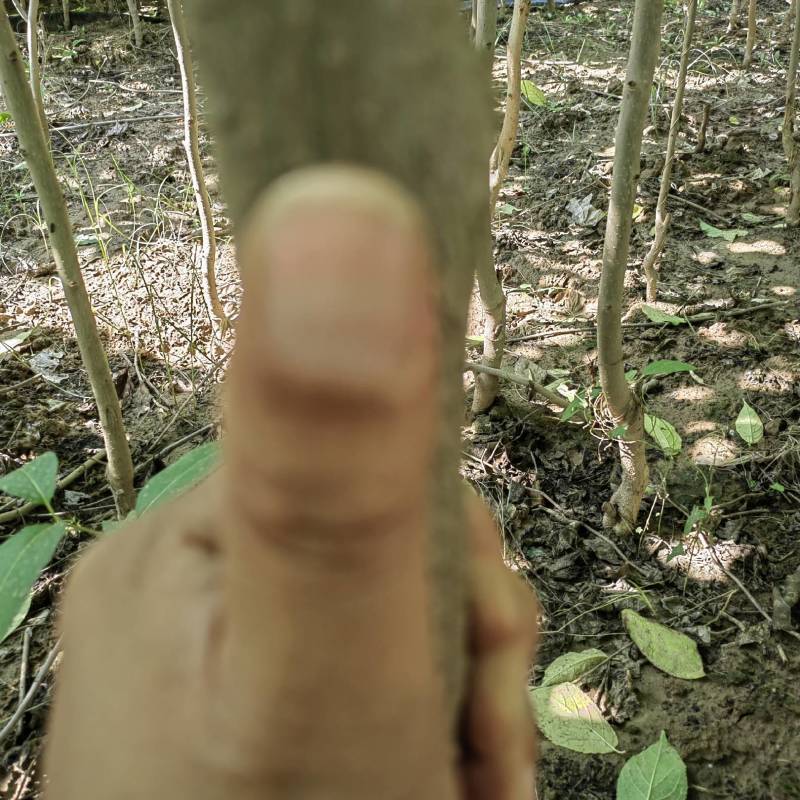 杜仲树苗，2.5—3米以上