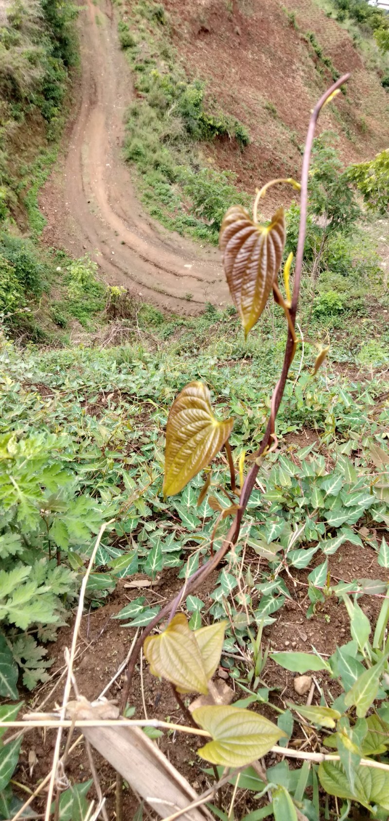中药材黄独根现采鲜货一手货源