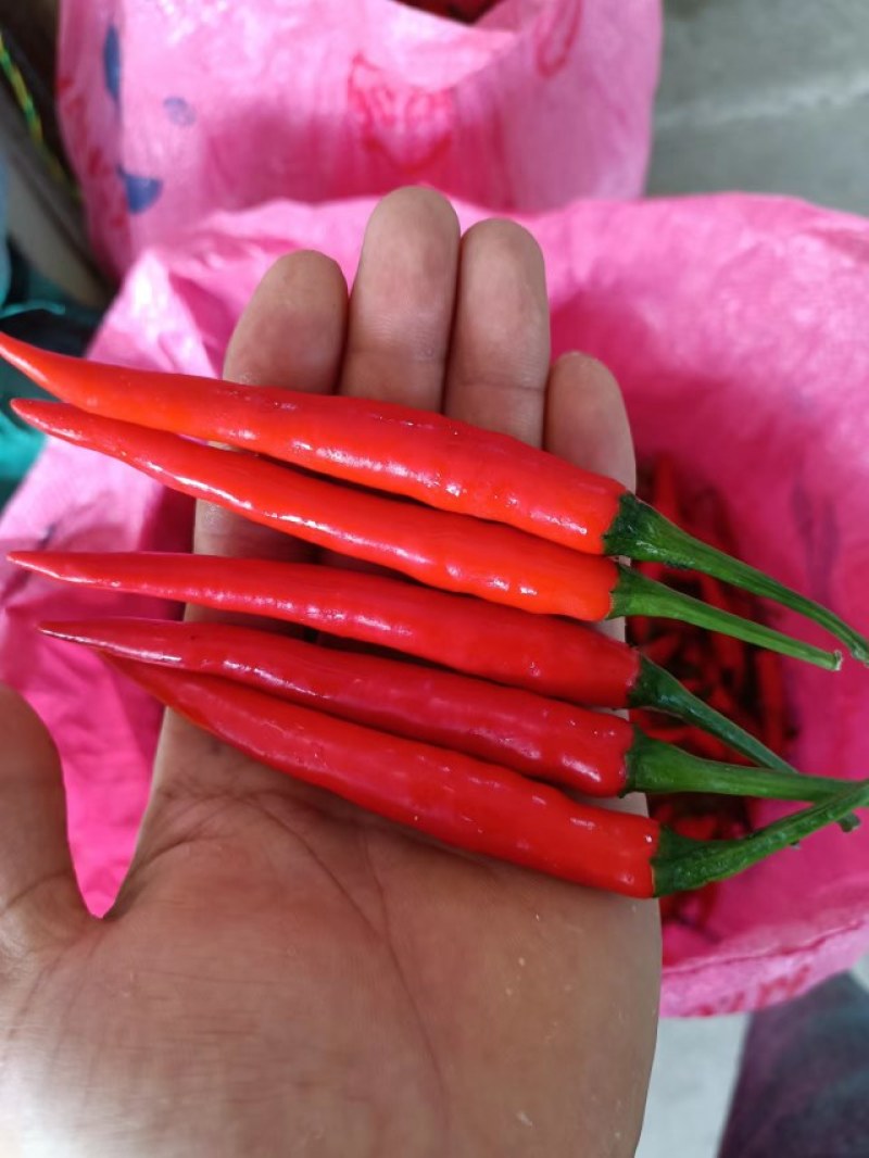 【批发】广西南宁横州市，朝天椒，八号线椒，二号线椒，品质优