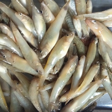 趴地虎，精品淮河趴地虎，鲜活冰鲜冷冻，2斤一包。
