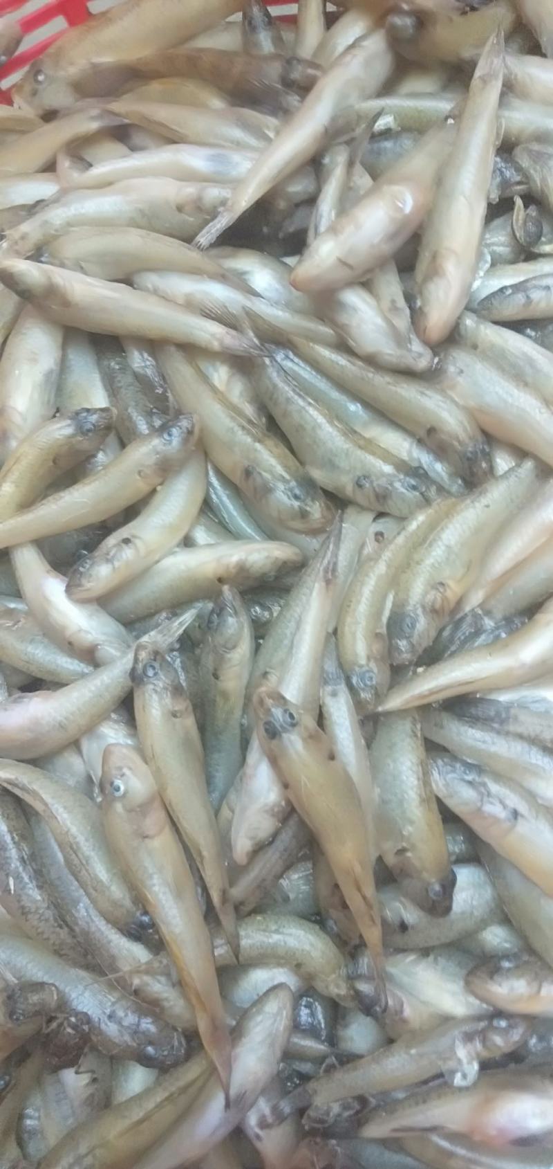 趴地虎，精品淮河趴地虎，鲜活冰鲜冷冻，2斤一包。