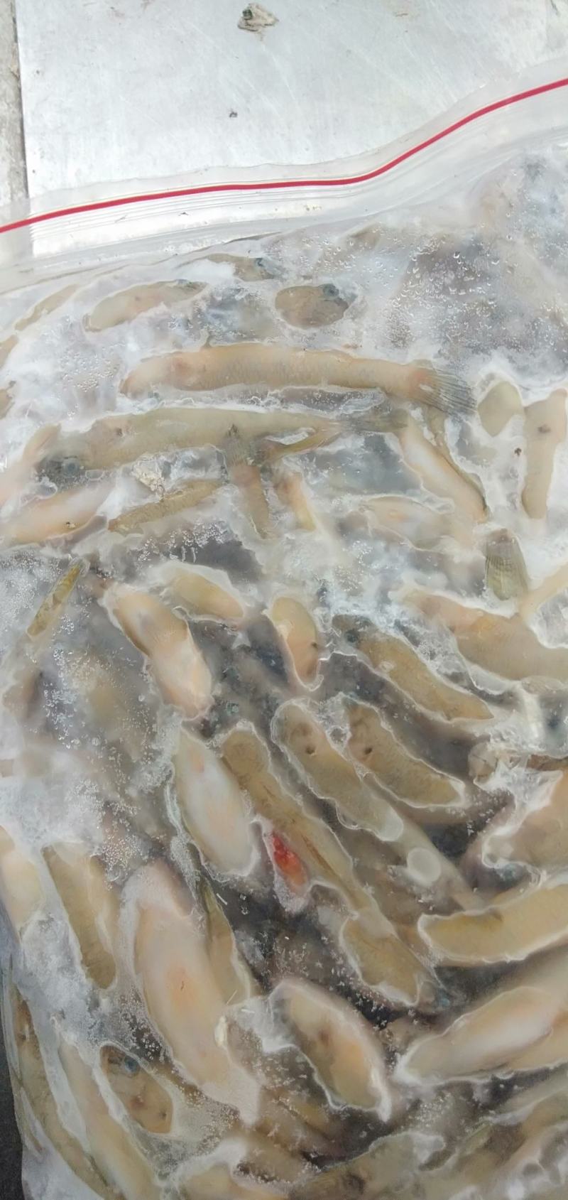 趴地虎，精品淮河趴地虎，鲜活冰鲜冷冻，2斤一包。