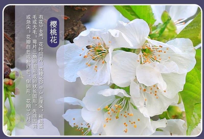 樱桃树苗矮化大樱桃苗嫁接苗盆栽南方北方种植阳台庭院车厘子