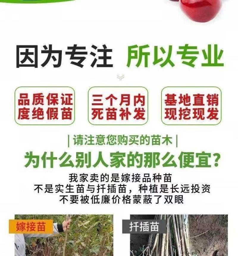 樱桃树苗矮化大樱桃苗嫁接苗盆栽南方北方种植阳台庭院车厘子