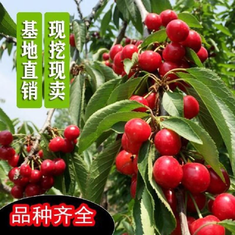 樱桃树苗矮化大樱桃苗嫁接苗盆栽南方北方种植阳台庭院车厘子