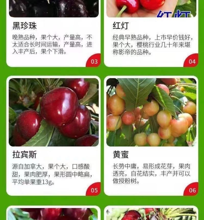 樱桃树苗矮化大樱桃苗嫁接苗盆栽南方北方种植阳台庭院车厘子