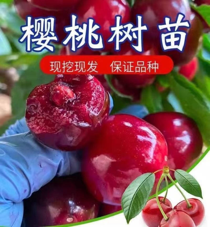 樱桃树苗矮化大樱桃苗嫁接苗盆栽南方北方种植阳台庭院车厘子