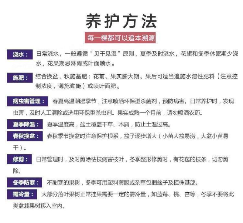 樱桃树苗矮化大樱桃苗嫁接苗盆栽南方北方种植阳台庭院车厘子