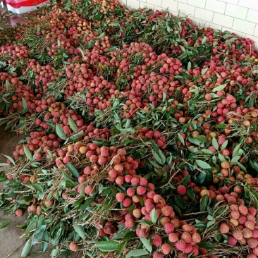 白蜡，黑叶，荔枝
