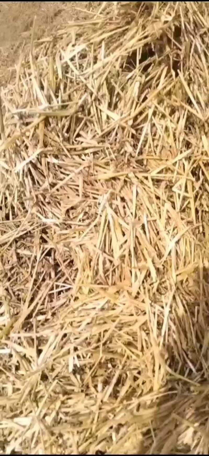 小麦秸秆产品产地安徽，质量好水分安全，售后服务好，大量供