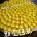 东北特产粘豆包纯手工大黄米白糯米黏豆包芸豆馅江米面豆包包