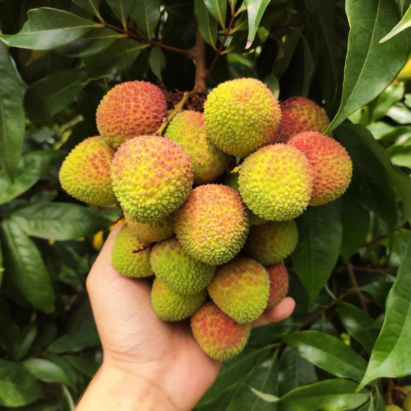 广西贵港荔枝新鲜现摘应季水果批发