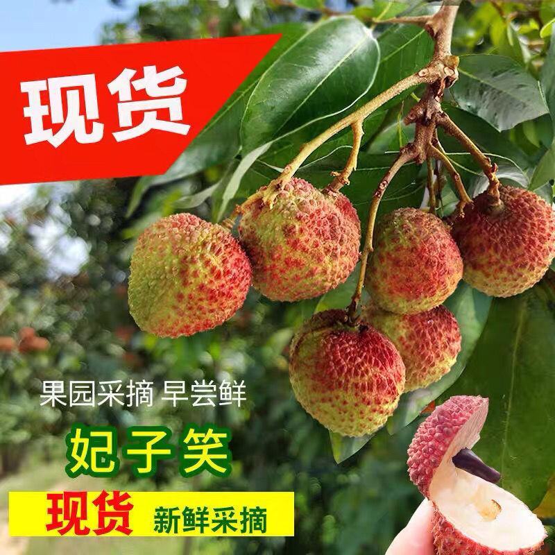 广西贵港荔枝新鲜现摘应季水果批发