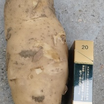 精品土豆大量供应沃土5号等，品种齐全，量大从优，欢迎来电