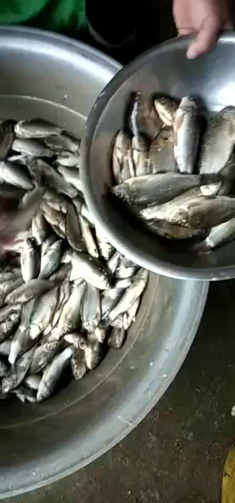 鲫鱼，精品淮河小鲫鱼，新鲜去肚，去筛，去。冰鲜冷冻。