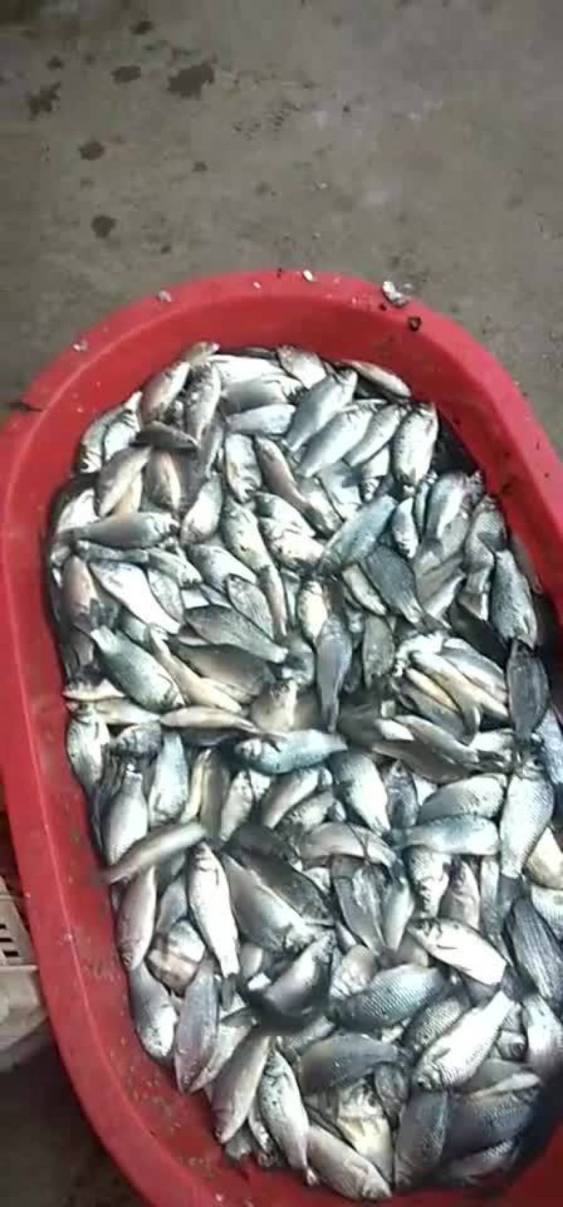 鲫鱼，精品淮河小鲫鱼，新鲜去肚，去筛，去。冰鲜冷冻。