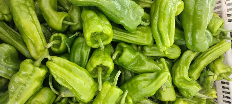 精品薄皮椒大量上市望新老客户到基地来采购