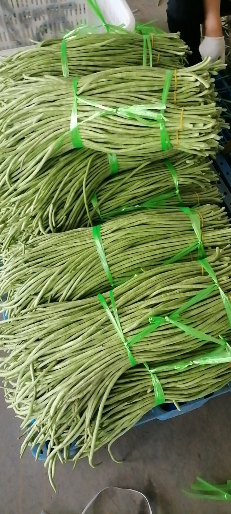 精选长豆角/豇豆上市中，质量可靠，颜色绿，欢迎客商采购