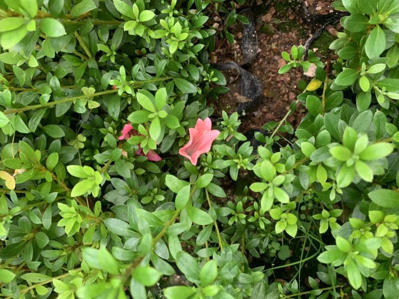 （精选）皋月春鹃夏鹃杜鹃基地种植量大有货