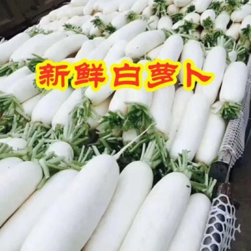 AAA湖北天门白萝卜种植基地,提供清洗,打冷,分拣,发货